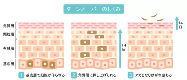 肌が生まれ変わる周期